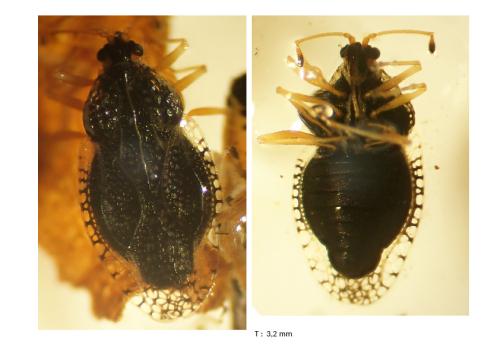 Dictyla humuli